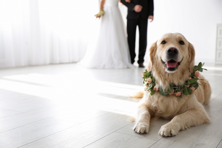 Happy dog serving as a ring bearer at a wedding reception in Phoenix, AZ